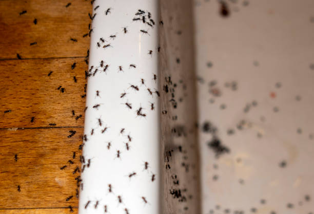 Best Local Pest Control Services  in Adelphi, MD