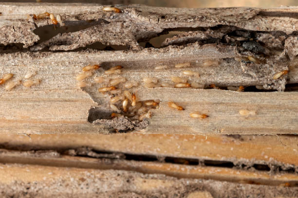 Best Exterminator Services  in Adelphi, MD
